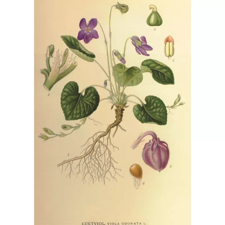 Violette Sommité Entière Viola odorata L. Iphym Herboristerie