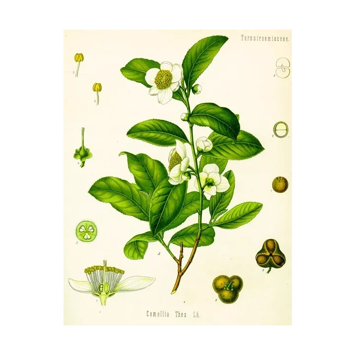 Thé Vert Feuilles Entières Iphym Herboristerie Camellia Sinensis
