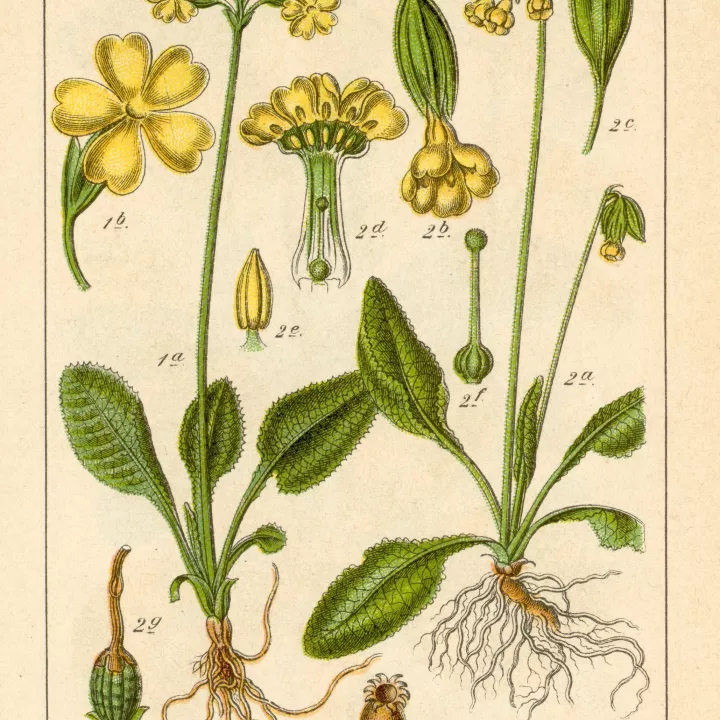 Primevère Fleur Iphym Herboristerie Primula officinalis