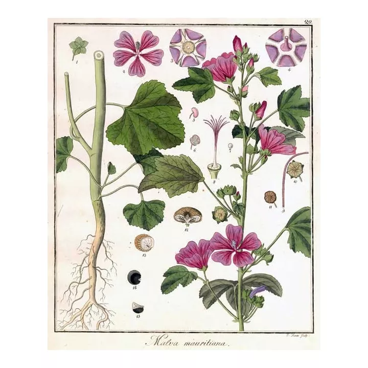 Mauve sauvage Feuille Coupée Iphym Herboristerie