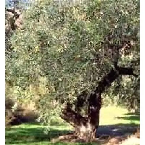 Msa Olea Europea 50ml