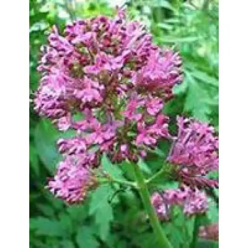 Herbolanet Tsa Valeriana Officinalis Complément Alimentaire 50 ml