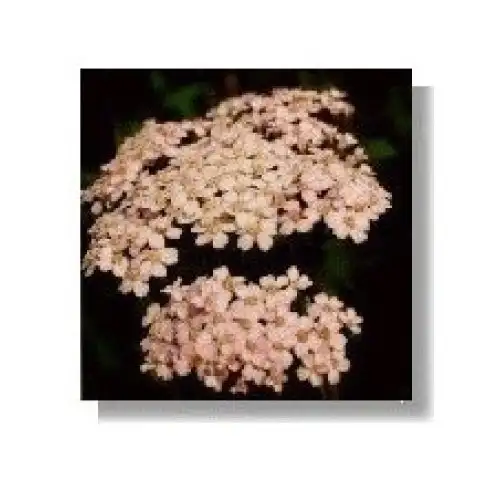Achillée Rose Essences Korte 15ml