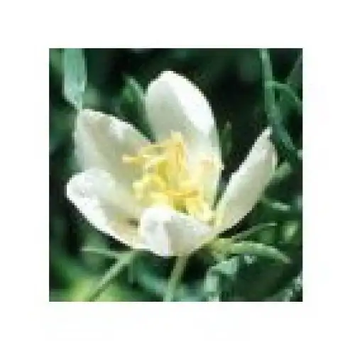 Rue syrienne Essences Desert Arizona 10ml