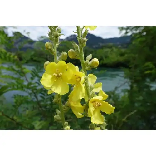 Tisane Fleurs Coupées Molène Galien 250g